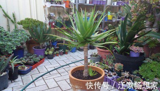 芦荟也能养成“老树桩”，枝干比人高，做菜美容用一年