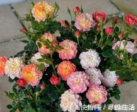 品种|喜欢养花就盆栽月季，此款花期长、易爆盆，一株苗开出多色花