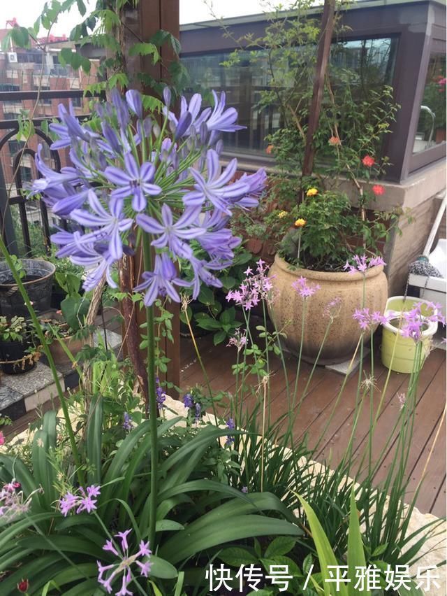 花花|这花被误认为“蓝色君子兰”，开花特漂亮，一根枝能开50朵花