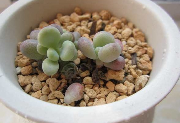 一棵小桃蛋的成长记,即使之然一身也不放弃生长,萌新萌化了