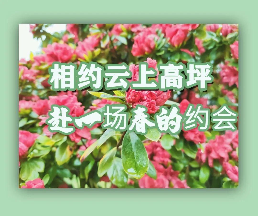 满山杜鹃开，人间芳菲地，这个春天相约云上高坪！