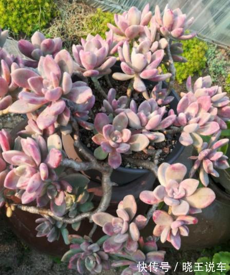 6种高颜值普货多肉,不怕晒不怕冻,长势旺易爆盆,美极了