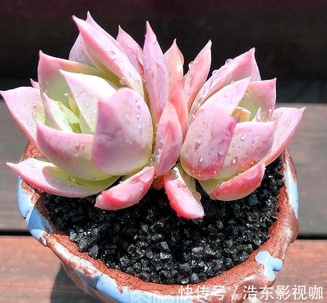 怎么判断多肉需要浇水3个经验，又快又准！