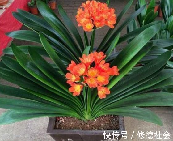 黄豆、豆渣养花有“技巧”，这样处理一下，效果比花肥强，很实用