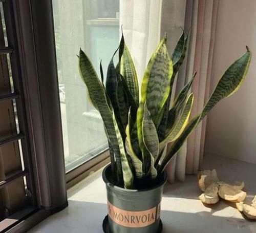虎皮兰|养虎皮兰，浇花用上2种'水'，叶子绿，根须越长越旺盛