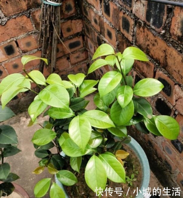 矾根矾根|5种花扔外头,越下雨开得越好,超漂亮!5种花扔外头,越下雨开得越好,超漂亮!