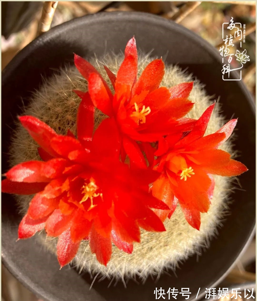 多肉|遇见即美，花事未荼蘼！种一桌子多肉，看花开花落！