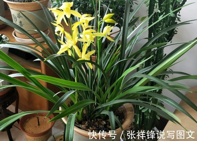花生|我们吃花生丢掉壳不要丢，它在养花方面起着重要的作用。