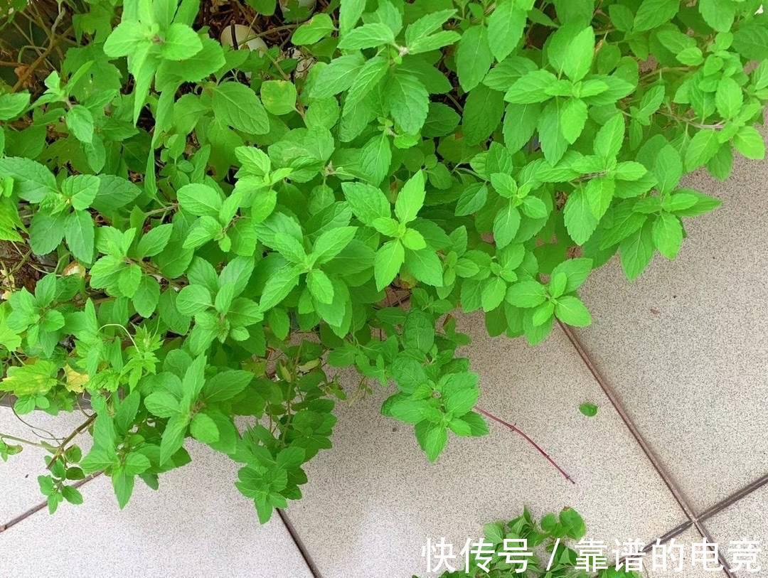 薄荷怎么过冬？做好一点，来年枝繁叶茂，迅速疯长到爆盆
