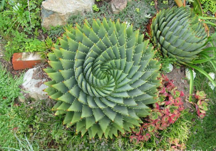 爱好者|漂亮的芦荟,多肉爱好者的进阶品种,你可别错过