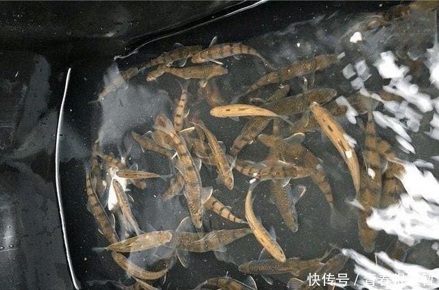 溪石斑，鱼体虽小价格昂贵，很多钓鱼人根本不懂如何垂钓！