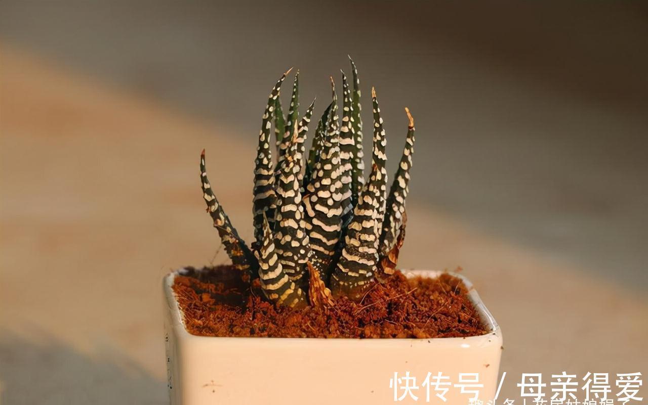 养花重在养根，养好根系要让盆土达到理想状态，关键是要配合平衡