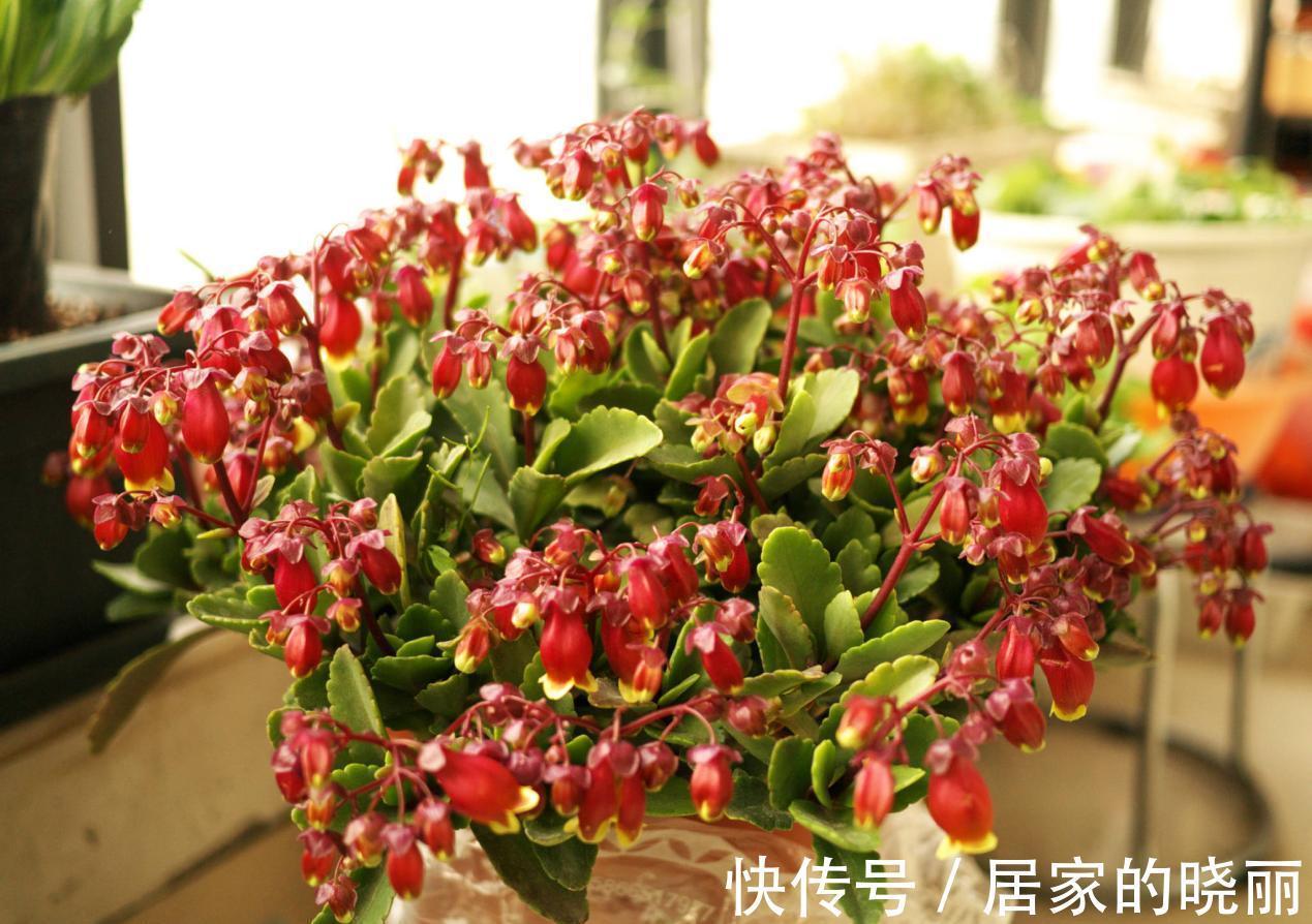 施肥|入秋后，该怎么养护长寿花？5点做到位，冬日将不断开花长新叶