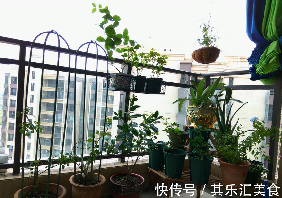 5种公认的吸毒花,既好看又好养,家中摆2盆,身体更健康