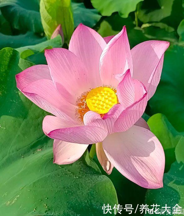 老中医爱养的4种花,堪称植物“百宝箱”,养人养身心