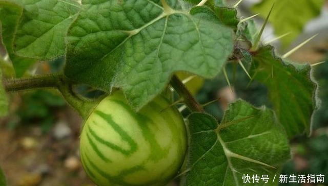 山沟沟一种野草名叫“刺天茄”，繁殖数量快价值高，遇到珍惜！