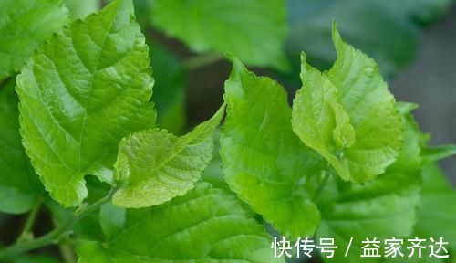 肾功能衰竭|乡下土里长出来的降压药,高血压吃一个降一个,血压根本高不起来