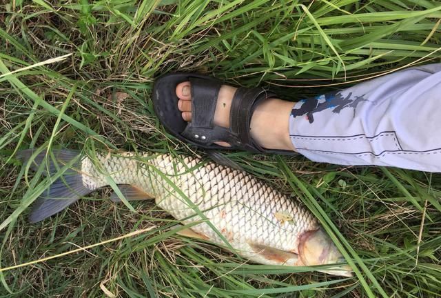 童年回忆杀中的10类鱼，你钓过几种？这3种鱼真的是遗憾！