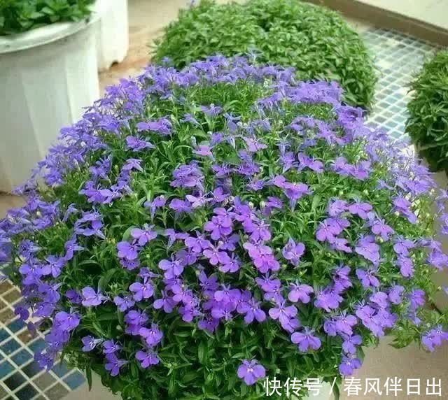 春天养花有妙招,院子里栽一棵“花王”,满院“春光”,特别喜人