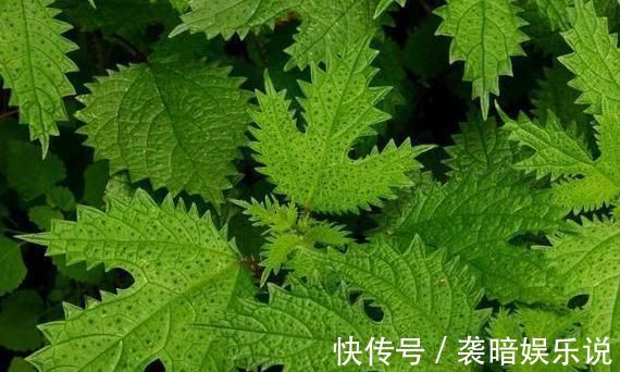 此物|在农村此物亦草亦花,可解蝎子毒马蜂毒,可治中暑消肿止痛!