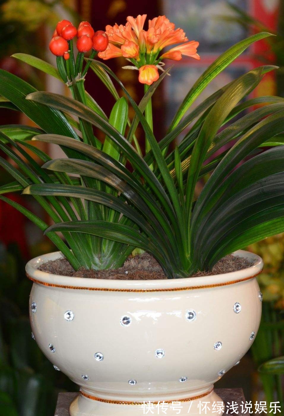 十大旺财花越老越值钱,建议养一盆,越养越富贵