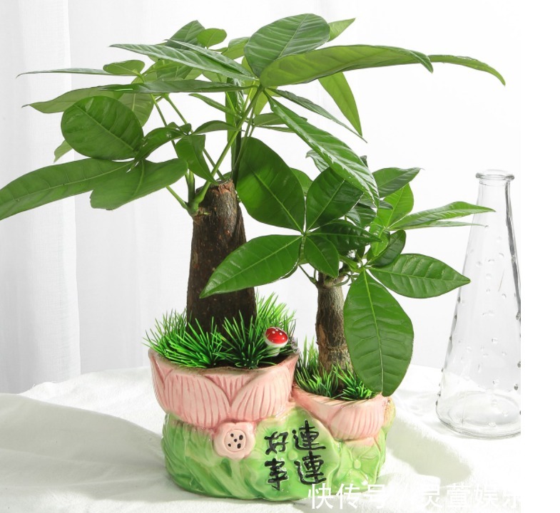 5种花招财纳福!家里养一盆,有吉祥好兆头