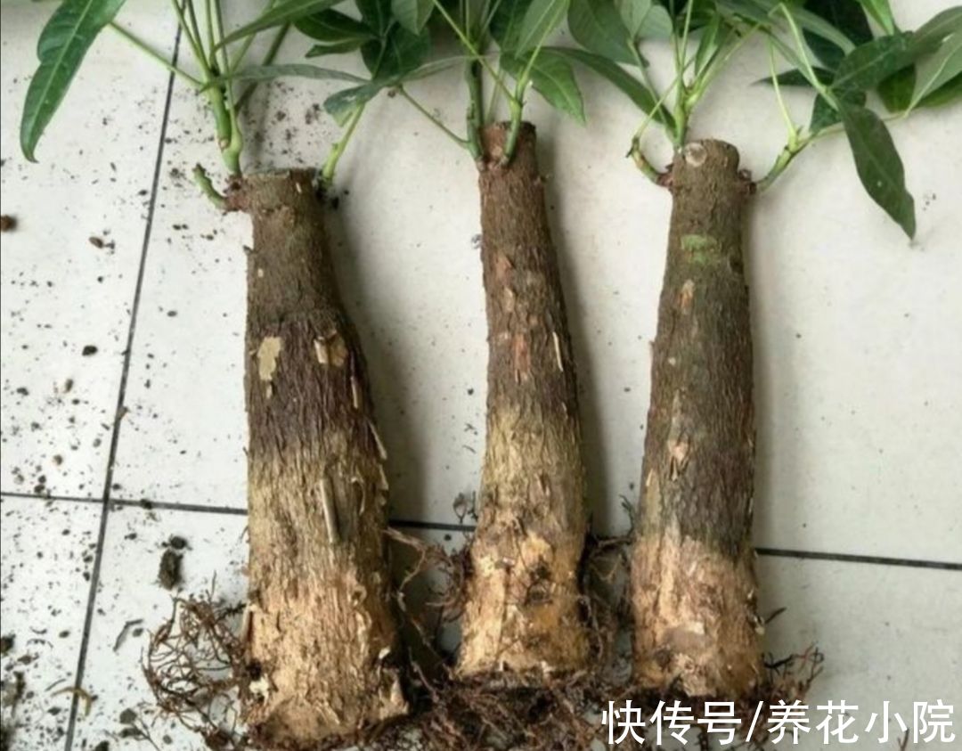 发财树|6种花怕水涝,勤快人养不好,浇水多了就烂根