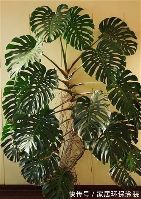 叶片|龟背竹有3个喜好,满足它,叶片更肥大,油绿发亮美观大气