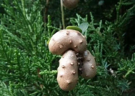 穿山龙|长在树上的生姜，农民见了不敢吃，城里300块1斤抢着要！