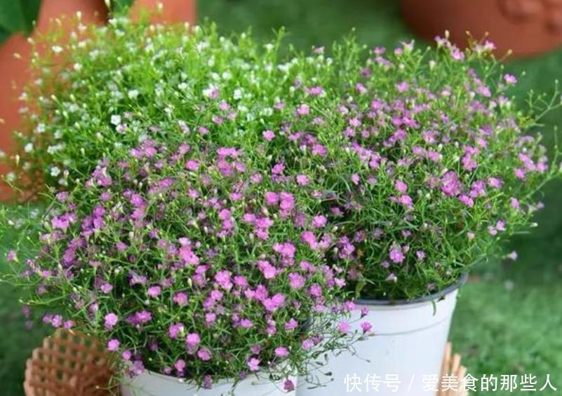 家养这些植物,阳台开出花海,全年开花不断,花型紧簇,花量多!