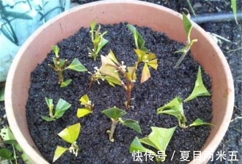 路边碰到修剪2种花,讨点枝条带回家,扦插成盆栽开花美极了!