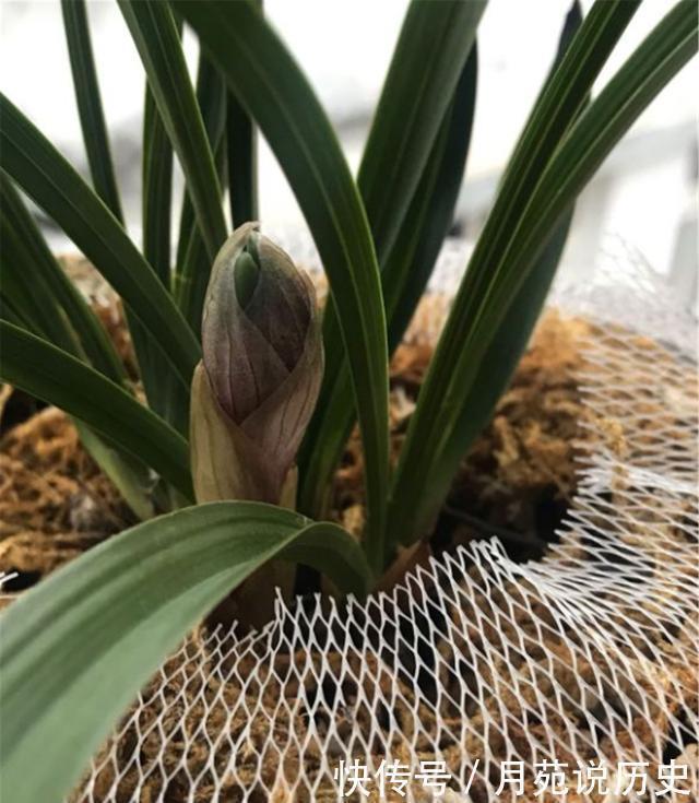 兰花本是“野草”,栽到盆里养不好,记住一个口诀,轻松养好兰花