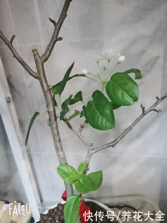 修剪|1棵苹果树,学会这6步,变成“高级”盆景