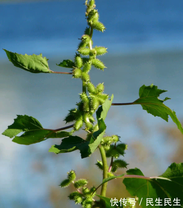 鼠李糖|山上常见的一种植物“苍耳”，用来泡酒有什么奇特功效