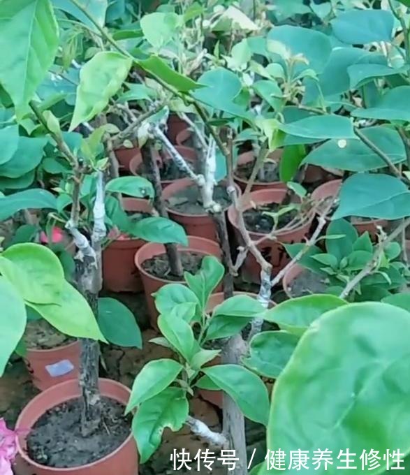 三角梅换盆套个“方便袋”,怎么折腾都不黄,成活率百分百!