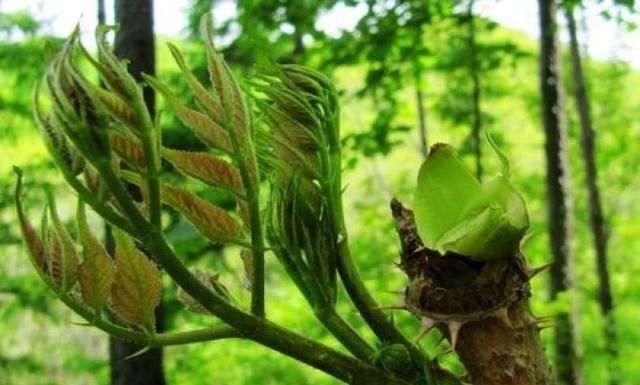 嫩芽|农村山上一种野菜，价格比肉贵，农民以前却拿来当柴禾烧，啥野菜