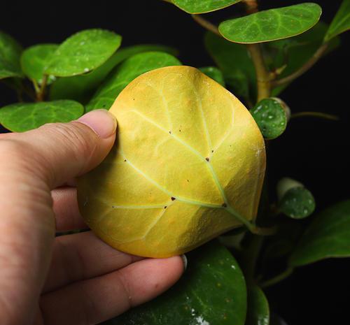 “小盼菩提”是一种什么盆栽?观叶又观果,漂亮好养,像带着仙气