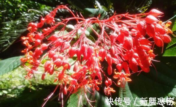 玫瑰|4种花美丽不输玫瑰，比兰花还香，四季持续开花，清香优雅