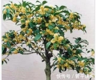 桂花不仅仅是一种美丽的花，它还有一定的功效与作用