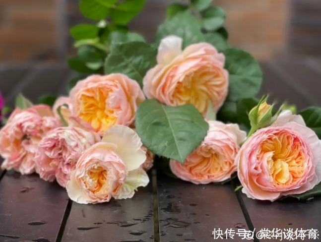 酸性|天生爱淋雨的花，多淋几次，连肥料都省了