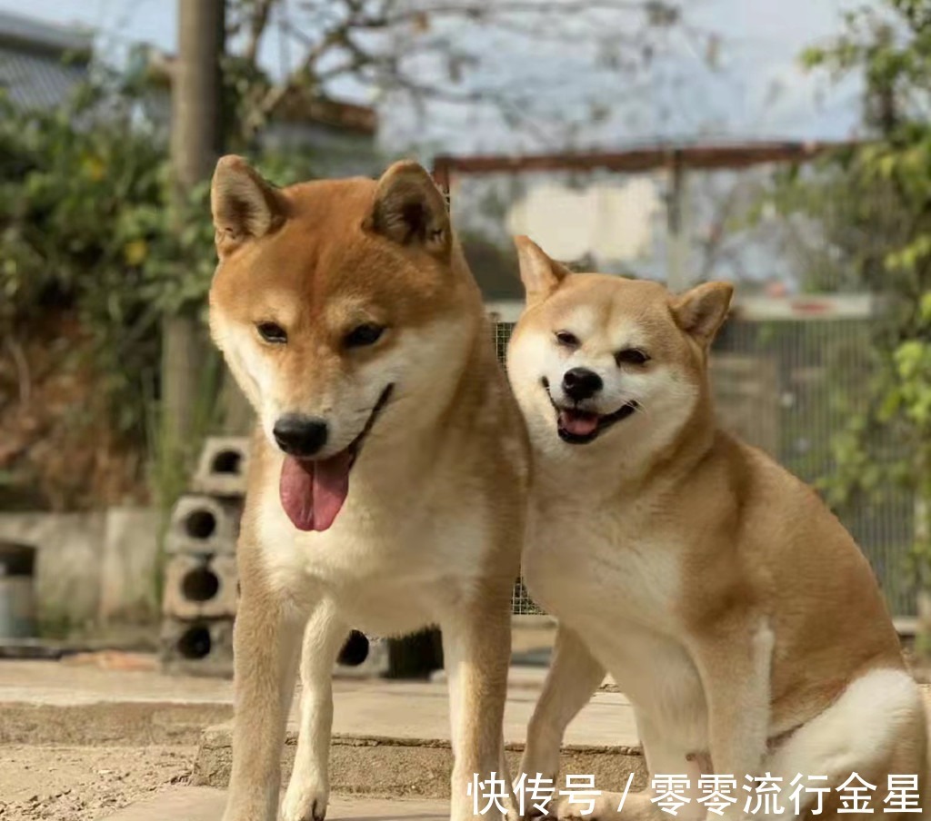 《向往的生活》原班人馬回歸,明年或?qū)崿F(xiàn)海島游,捕魚撈蝦走起