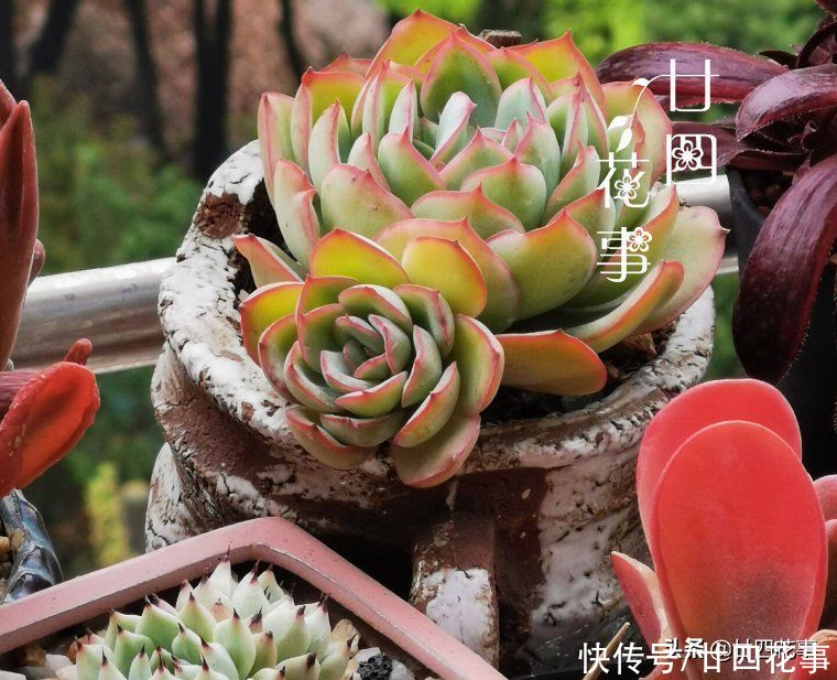 新手养多肉，这事很关键，掌握好事半功倍，但容易被忽略