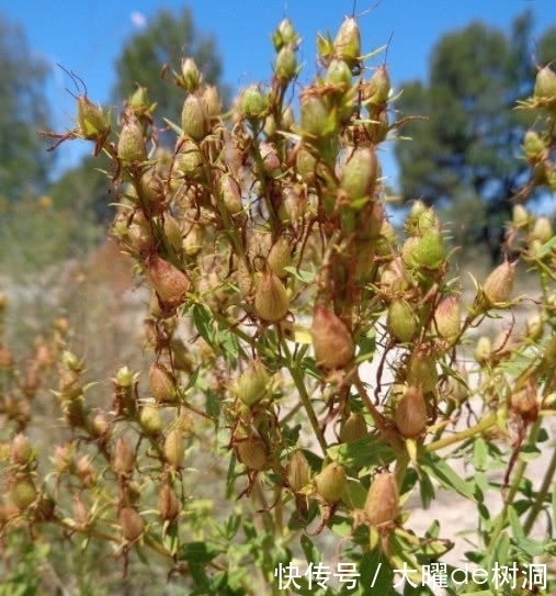 帮你忙|油脂性皮肤烦恼多,巧用这种叶子就能帮你忙,不仅祛痘还去肺火