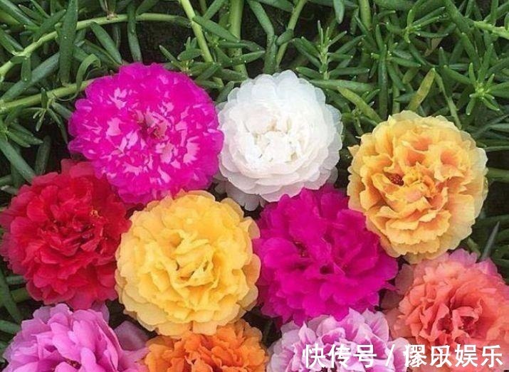 就买4种花便宜又好养的花,开起花来拦不住,颜值超高的
