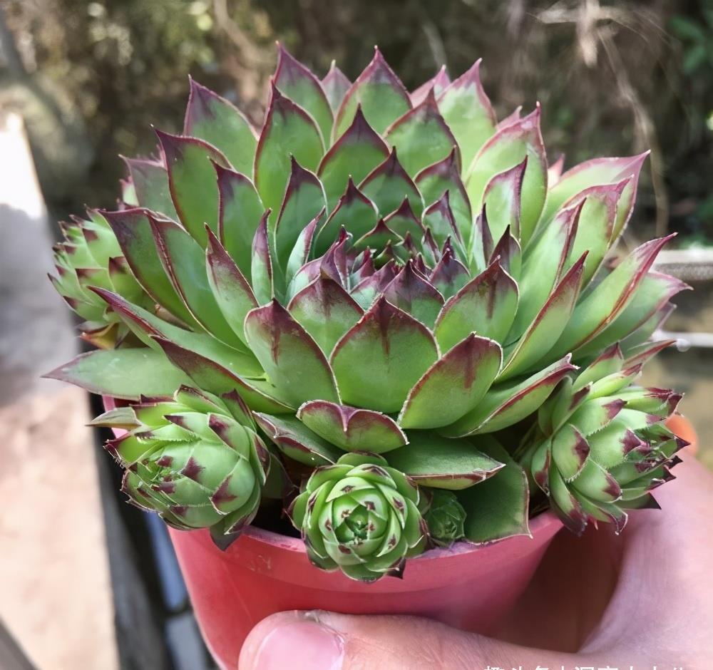 夏天|夏天就选这“三多肉”,不惧高温不休眠,40℃也能生机勃勃