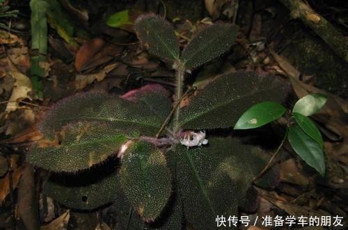 龙血树龙血树|4种“耐阴性”绿植,家里放一盆,再也不怕没阳光养不了花了!