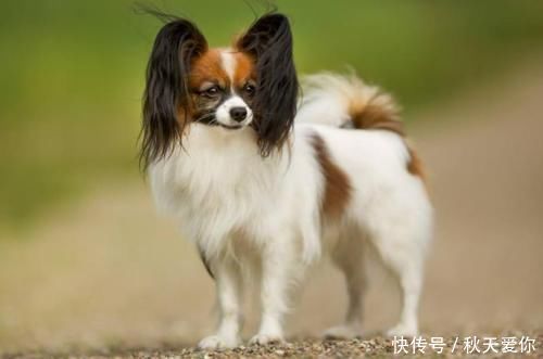 哈希娱乐- 哈希游戏平台- 哈希游戏官方网站全国爱猫人士必打卡景点推荐