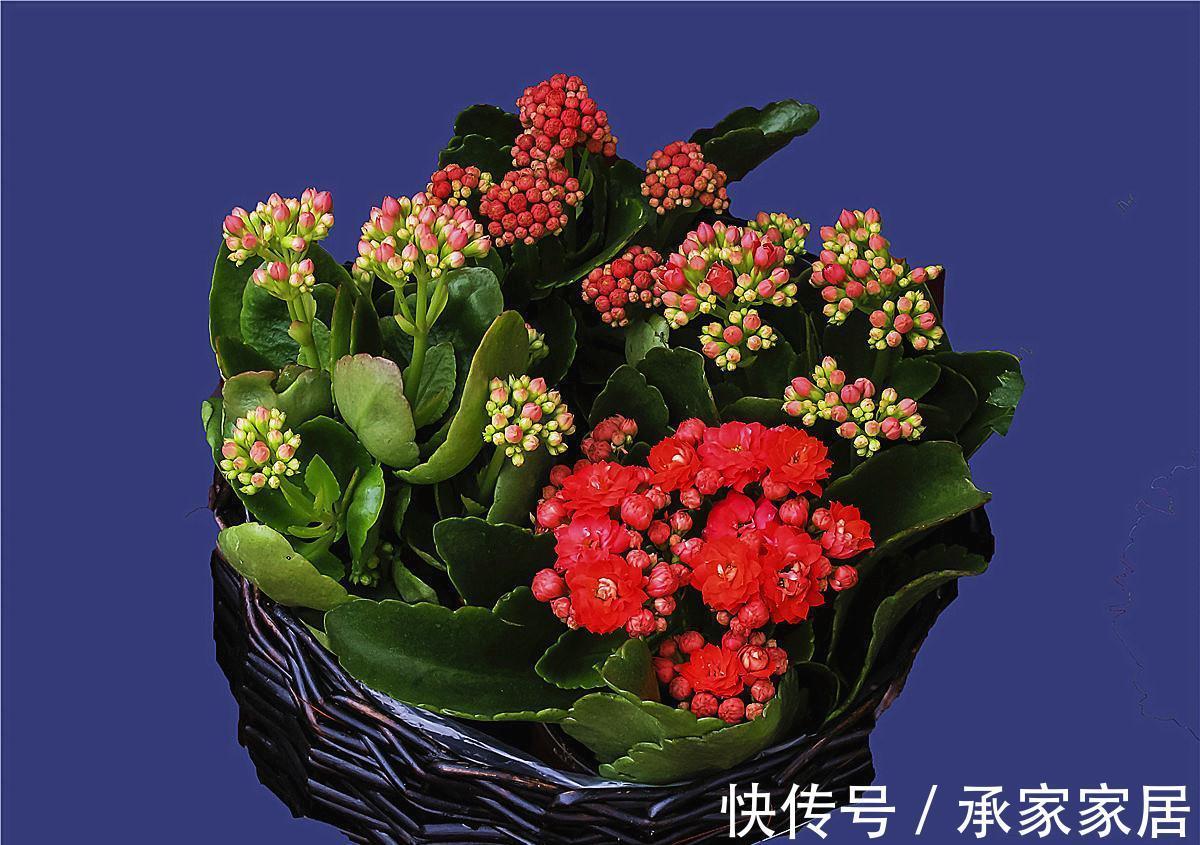 长寿花为什么不开花，原因有2点，做好一光一肥花苞噗噗长