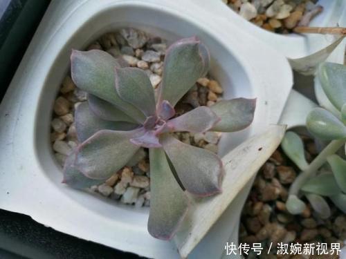 光照|多肉叶片“发软”怎么办浸盆晒太阳，轻松就解决！