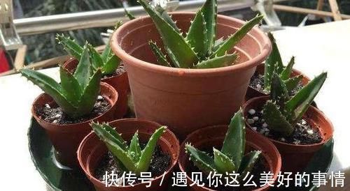 养分|年轻人养花讲究实用，当首选芦荟，盆栽注意4点越养越上瘾